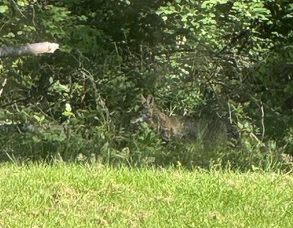 Coyote sighting/photograph 
